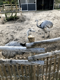 Rheas at the Dierenrijk zoo