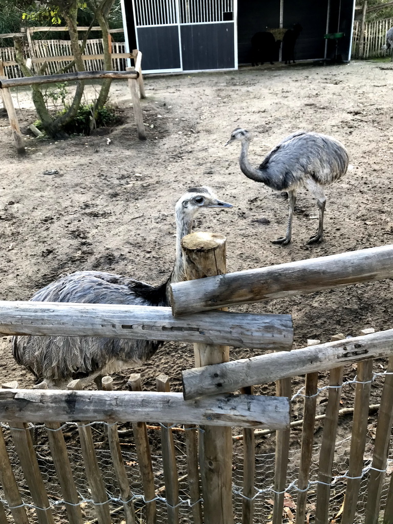 Rheas at the Dierenrijk zoo