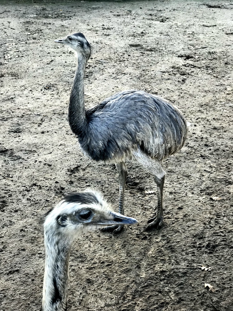 Rheas at the Dierenrijk zoo