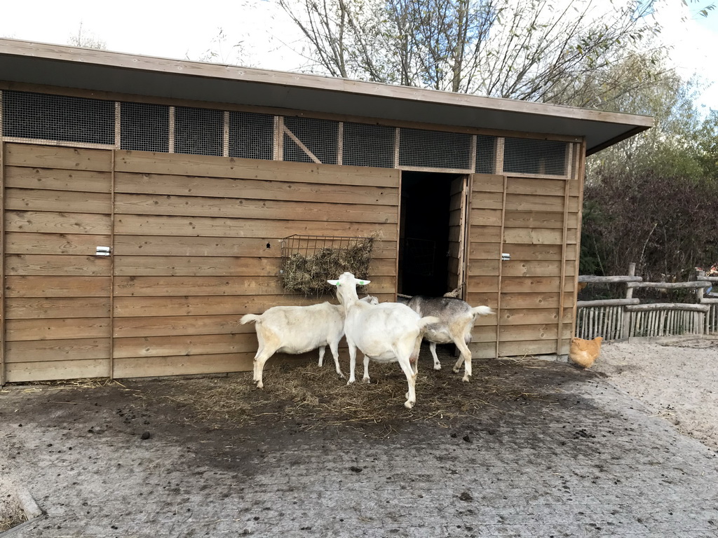 Goats at the Dierenrijk zoo