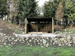 Alpine Ibexes at the Dierenrijk zoo