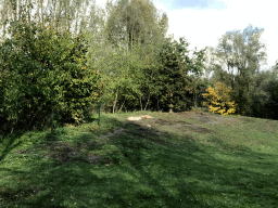 Wolves at the Dierenrijk zoo