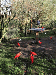 Red Ibises, Common Crane and other birds at the Dierenrijk zoo