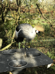 Common Crane at the Dierenrijk zoo