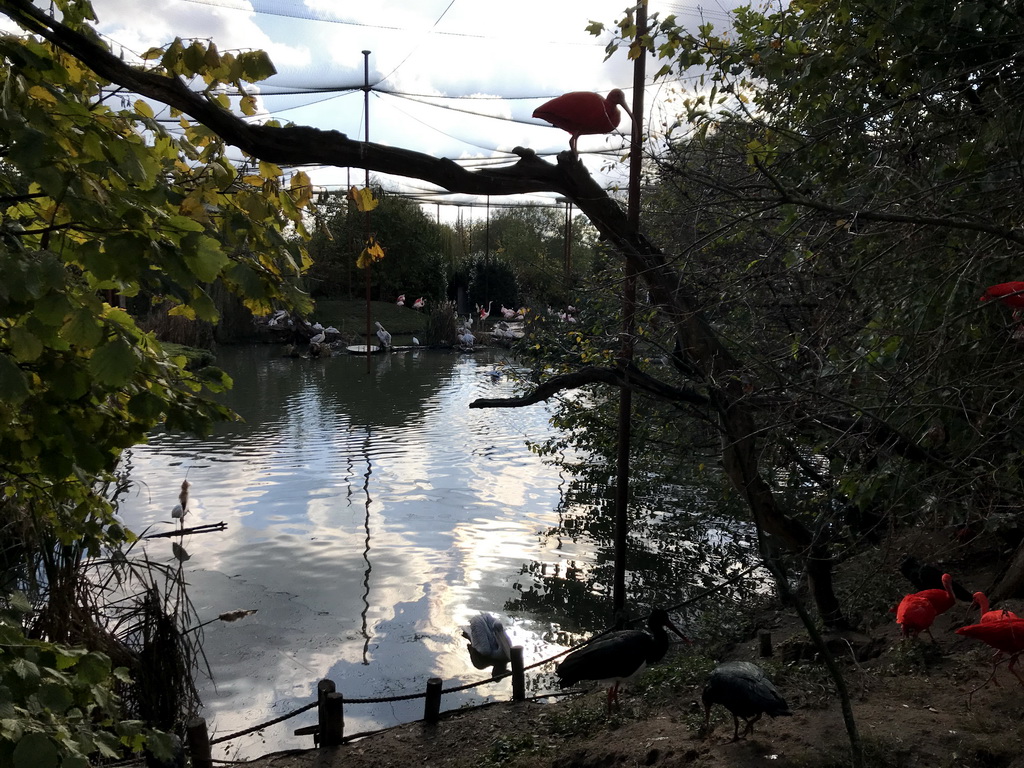 Red Ibises, Greater Flamingos, Pink-backed Pelicans and other birds at the Dierenrijk zoo