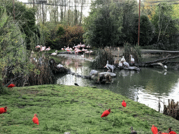 Red Ibises, Greater Flamingos, Pink-backed Pelicans and other birds at the Dierenrijk zoo