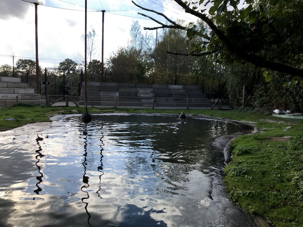 Harbor Seals at the Dierenrijk zoo