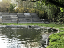 Harbor Seal at the Dierenrijk zoo