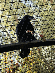 Crow eating a chick at the Dierenrijk zoo