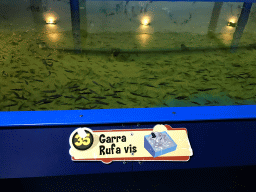 Garra Rufa at the Dierenrijk zoo, with explanation