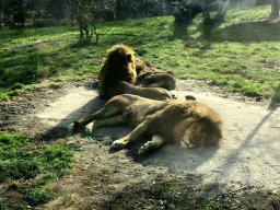 African Lions at the Dierenrijk zoo