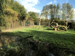 African Lions at the Dierenrijk zoo