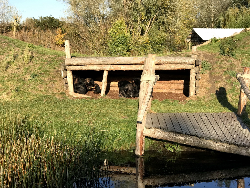 Chimpanzees at the Dierenrijk zoo