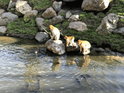Barbary Macaques, a Duck and Common Carps at the Dierenrijk zoo