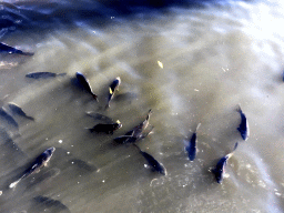 Common Carps at the Dierenrijk zoo