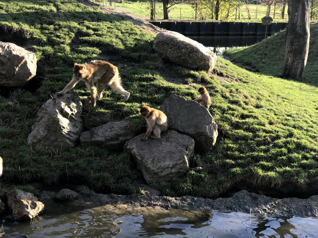 Barbary Macaques at the Dierenrijk zoo