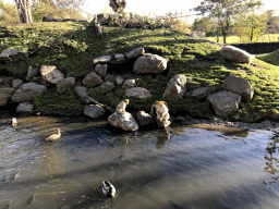 Barbary Macaques, a Duck and Common Carps at the Dierenrijk zoo