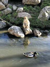 Barbary Macaque, a Duck and Common Carps at the Dierenrijk zoo