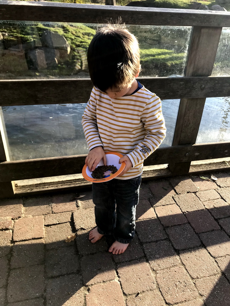 Max feeding the Common Carps at the Dierenrijk zoo