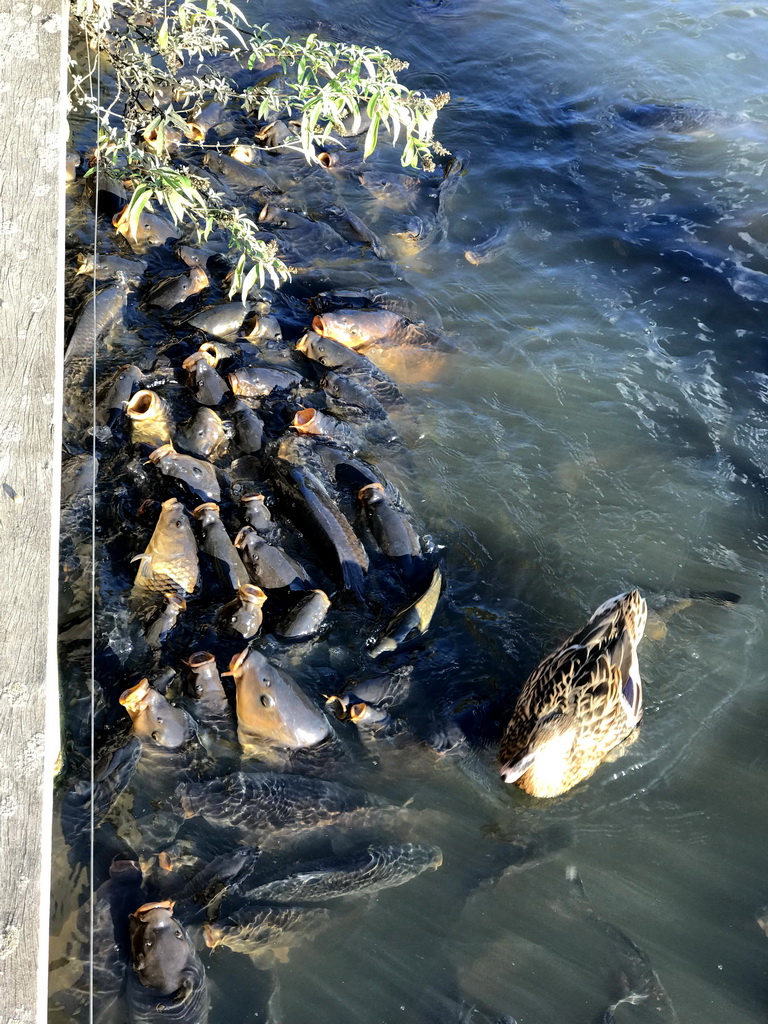 Common Carps and a Duck at the Dierenrijk zoo