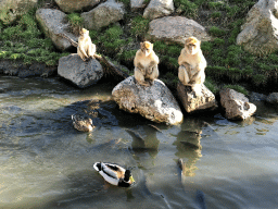 Barbary Macaques, Ducks and Common Carps at the Dierenrijk zoo