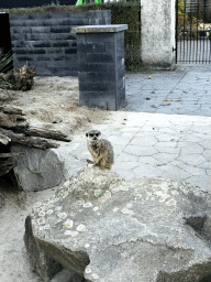 Meerkat in front of the Dierenrijk zoo