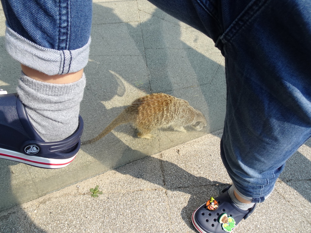 Max with a Meerkat in front of the Dierenrijk zoo