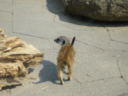 Meerkat in front of the Dierenrijk zoo