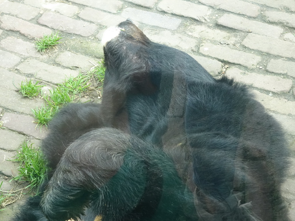 Asian Black Bear at the Dierenrijk zoo