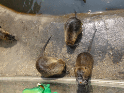 Coypus at the Dierenrijk zoo