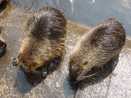 Coypus at the Dierenrijk zoo