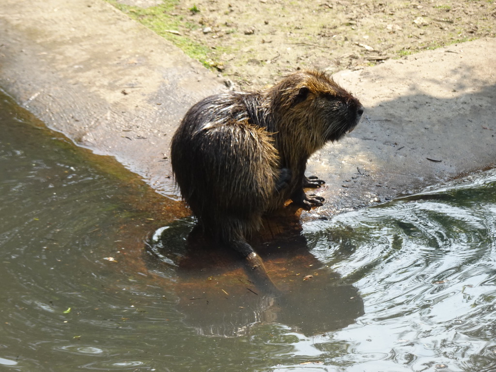 Coypu at the Dierenrijk zoo