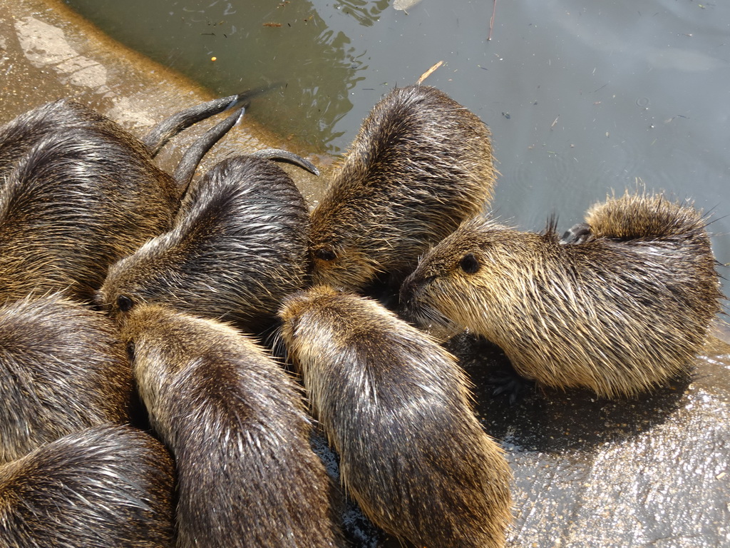 Coypus at the Dierenrijk zoo