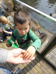 Max feeding Coypus at the Dierenrijk zoo