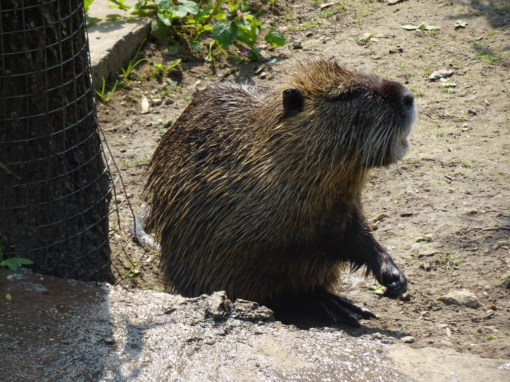 Coypu at the Dierenrijk zoo