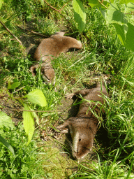 Oriental Small-Clawed Otters at the Dierenrijk zoo