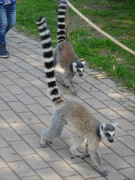 Ring-tailed Lemurs at the Dierenrijk zoo