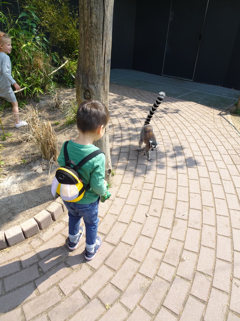 Max with a Ring-tailed Lemur at the Dierenrijk zoo