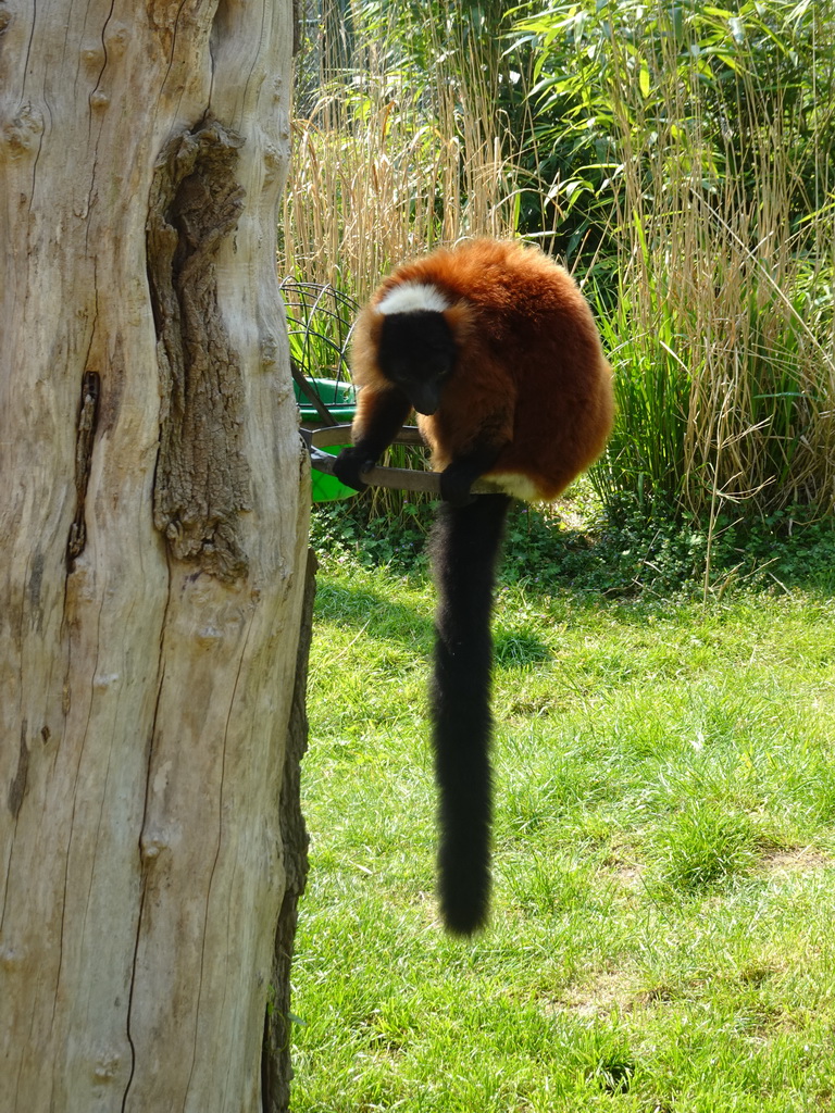 Red Ruffed Lemur at the Dierenrijk zoo