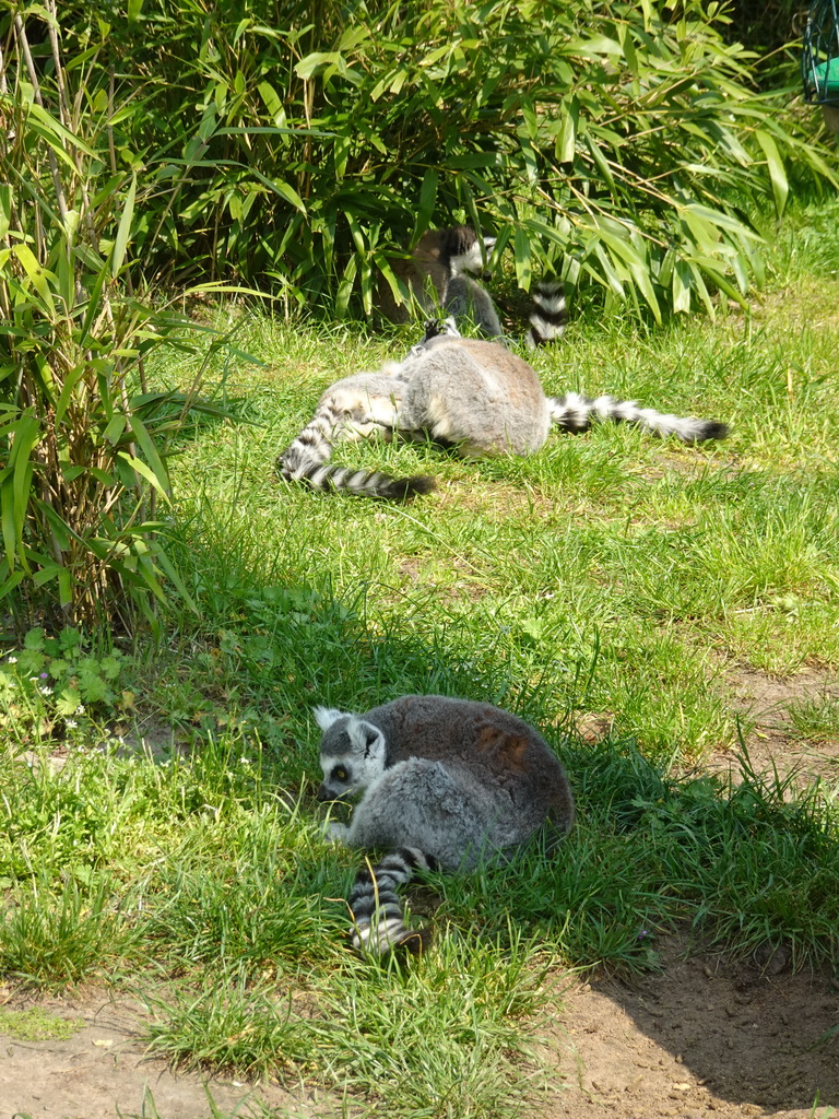 Ring-tailed Lemurs at the Dierenrijk zoo