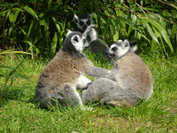 Ring-tailed Lemurs at the Dierenrijk zoo