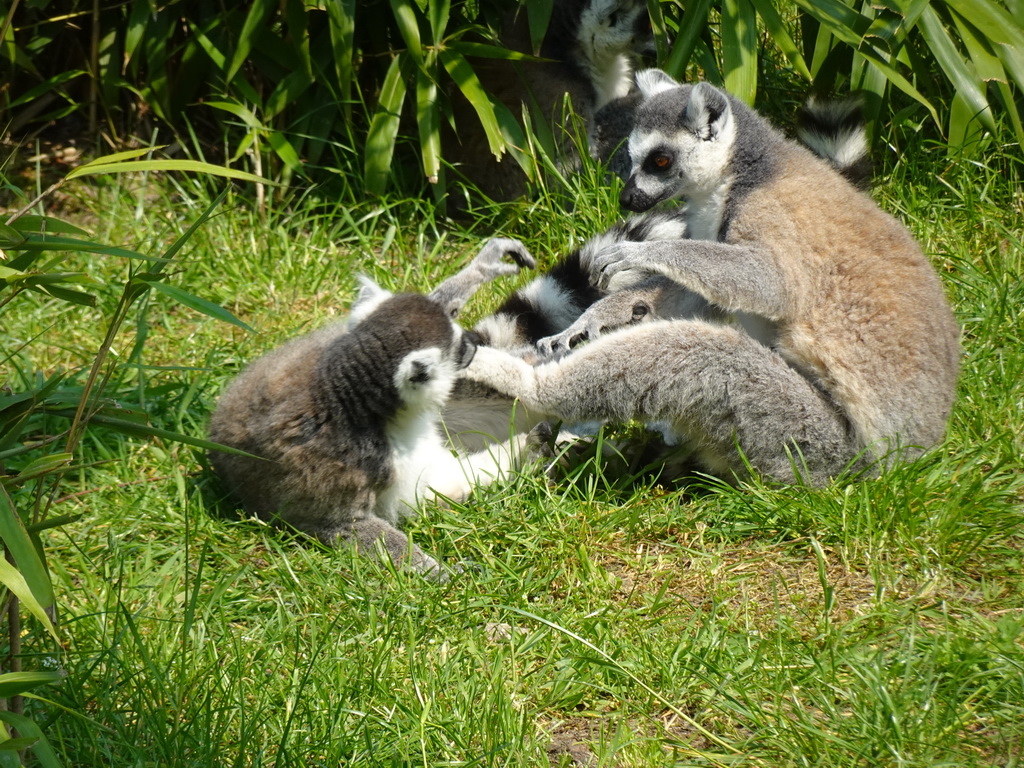 Ring-tailed Lemurs at the Dierenrijk zoo