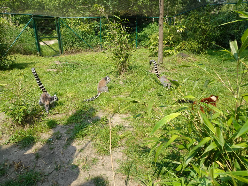 Red Ruffed Lemur and Ring-tailed Lemurs at the Dierenrijk zoo