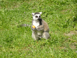 Ring-tailed Lemur being fed at the Dierenrijk zoo