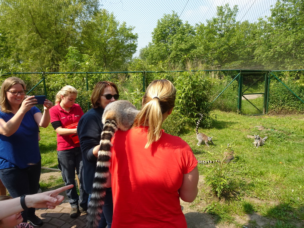 Ring-tailed Lemurs being fed at the Dierenrijk zoo