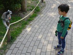 Max with a Ring-tailed Lemur being fed at the Dierenrijk zoo