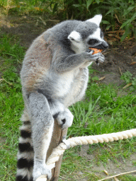 Ring-tailed Lemur being fed at the Dierenrijk zoo