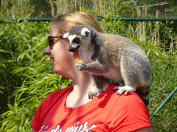 Ring-tailed Lemur being fed at the Dierenrijk zoo
