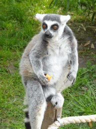 Ring-tailed Lemur being fed at the Dierenrijk zoo