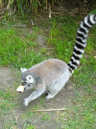 Ring-tailed Lemur being fed at the Dierenrijk zoo